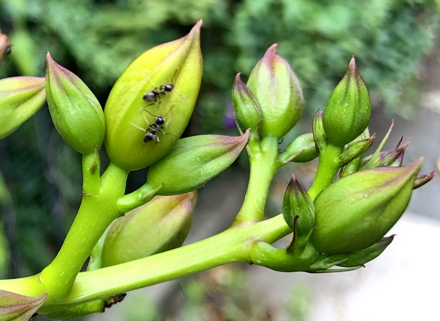 Ants on flower buds